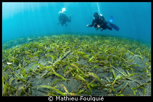Lembeh seagrass by Mathieu Foulquié 